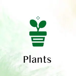Indoor Plants