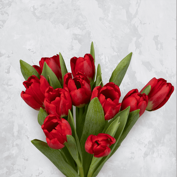 Dance of Red Tulip Flowers: Unchained Melody Tulips by BTF