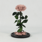 A Timeless Bloom - Preserved Rose