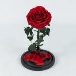 Bleeding Heart - Preserved Rose