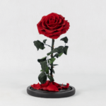 Bleeding Heart - Preserved Rose