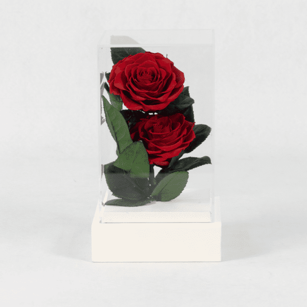 Duo of Red - Preserved Rose - Preserved Flower: Explore Preserved Flower in Bangalore | Order Now at Black Tulip Flowers