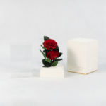Duo of Red - Preserved Rose