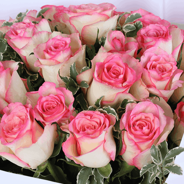 A blush pink roses bouquet wrapped in elegant white paper with greenery and pink ribbon.